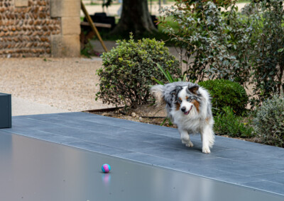 Een hond rent naar een kleurrijke bal op een grijs betegeld terras, omringd door groene struiken en een stenen muur.